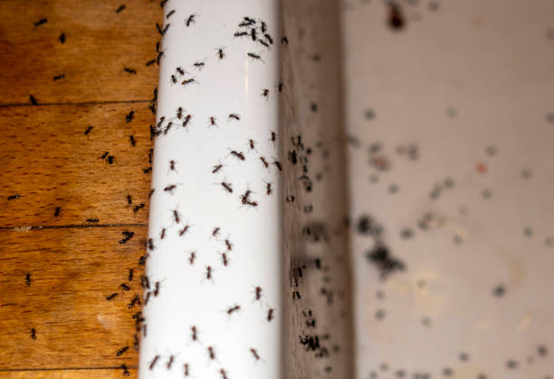 Best Mosquito Control Services  in Aspinwall, PA