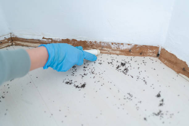 Best Termite Control Services  in Aspinwall, PA
